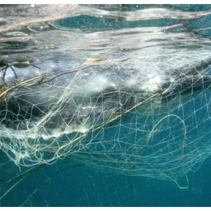 Akustiske pinger redder niser og andre sjøpattedyr fra å bli fanget i garn.